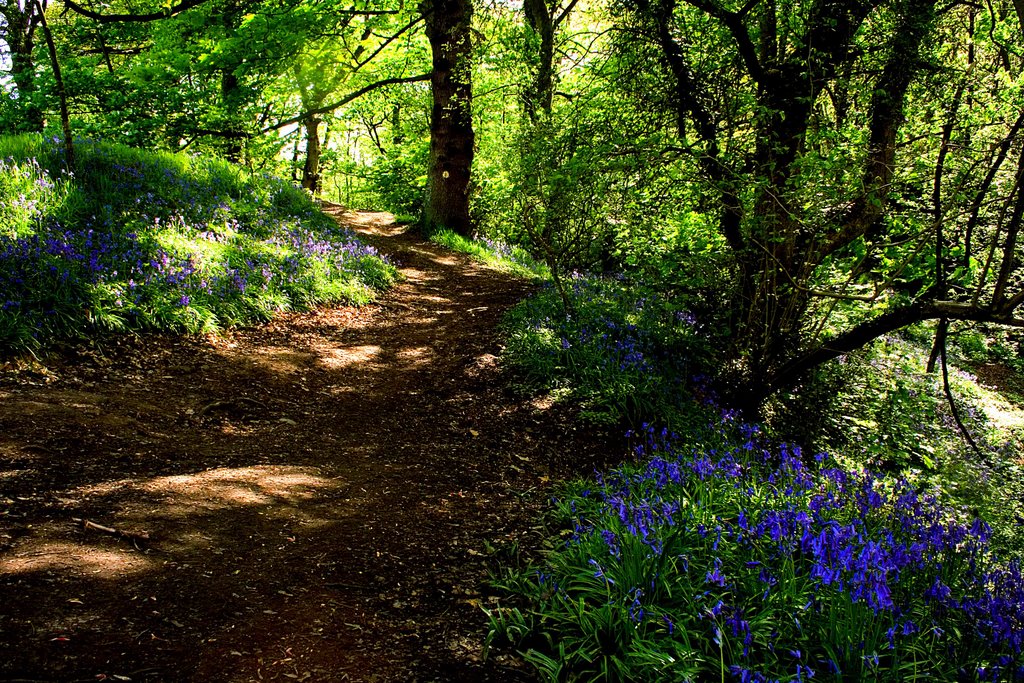 Ladybrook valley - spring
