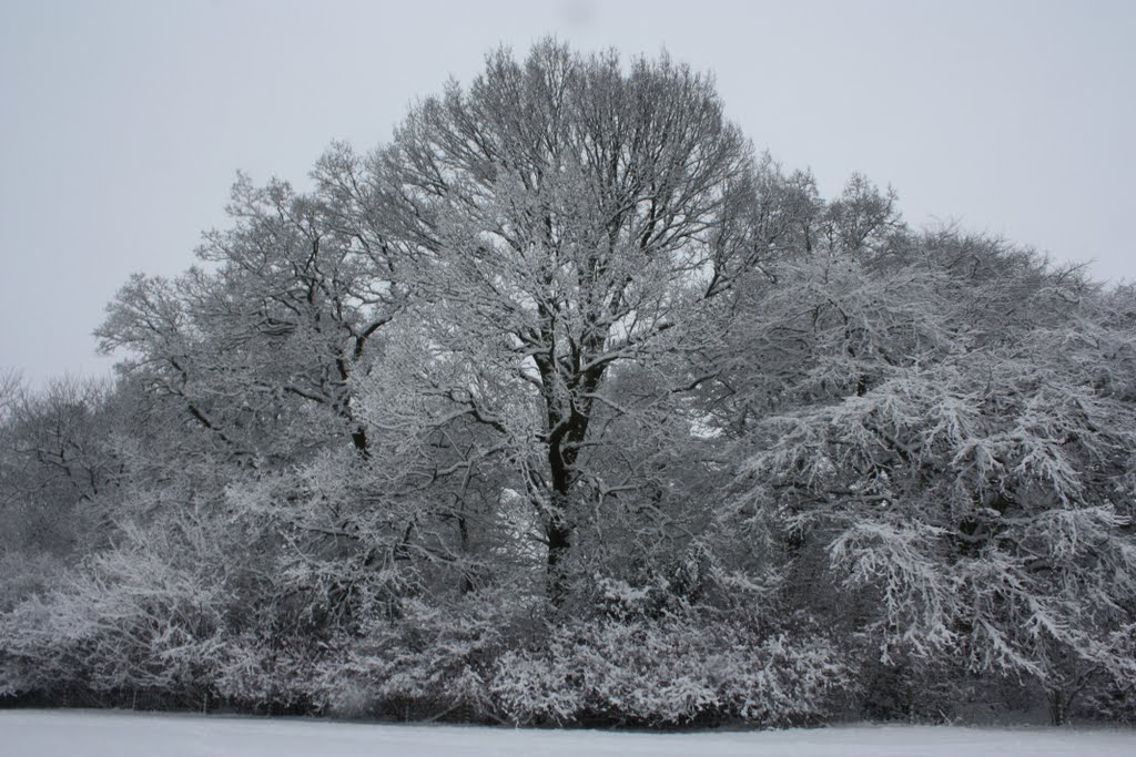 Poynton Pool