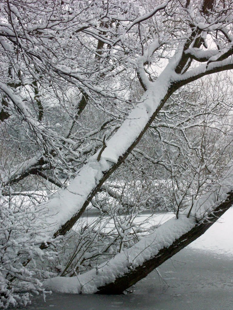 Poynton Pool in Winter