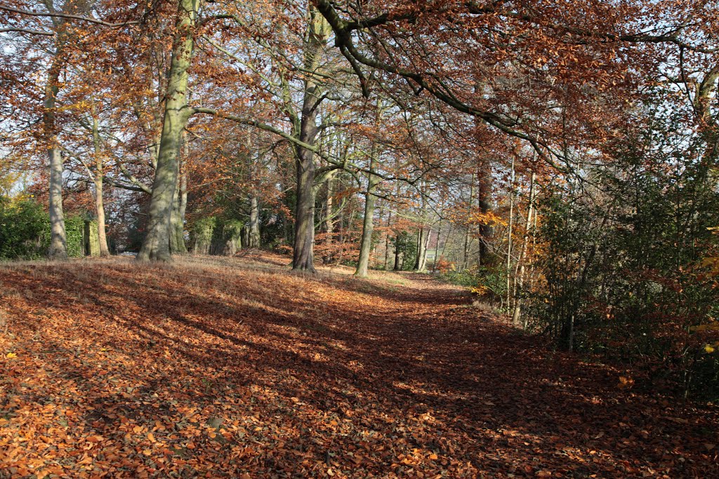 Autumn Walk !