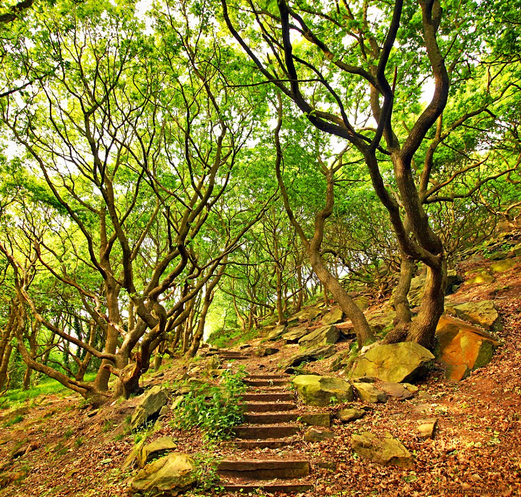 Wood of Halifax