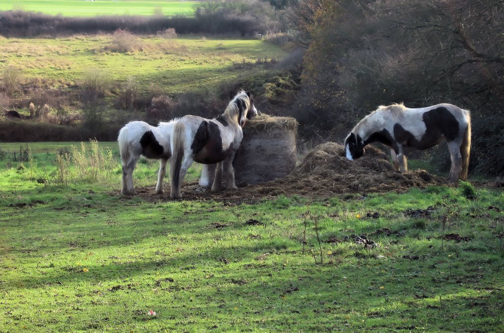Horses in Harlow