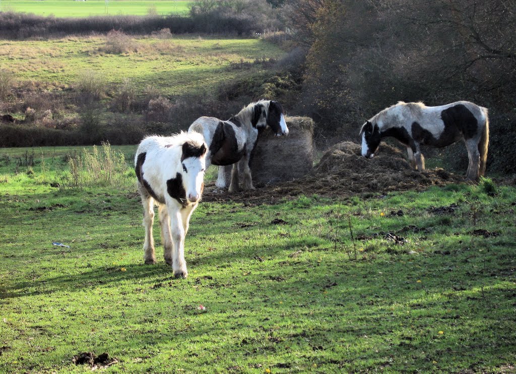 Horses