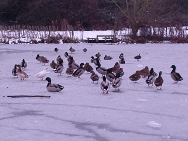 Frozen Lake