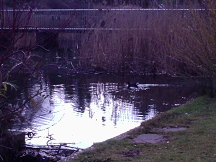 Town Parks Pond