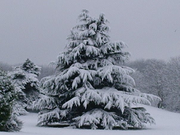 Artistic Tree