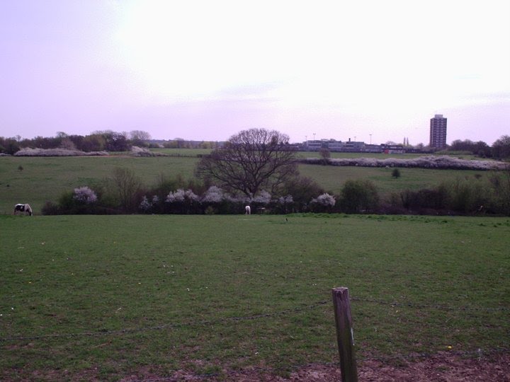 Harlows Fields