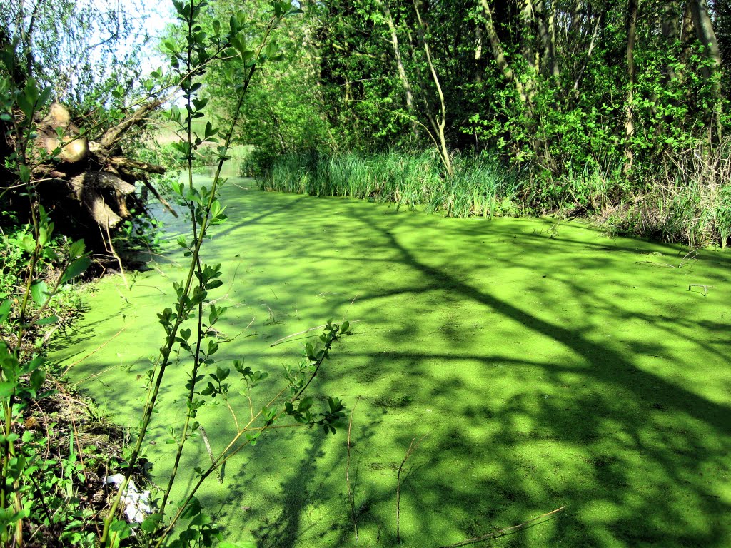 Marshland