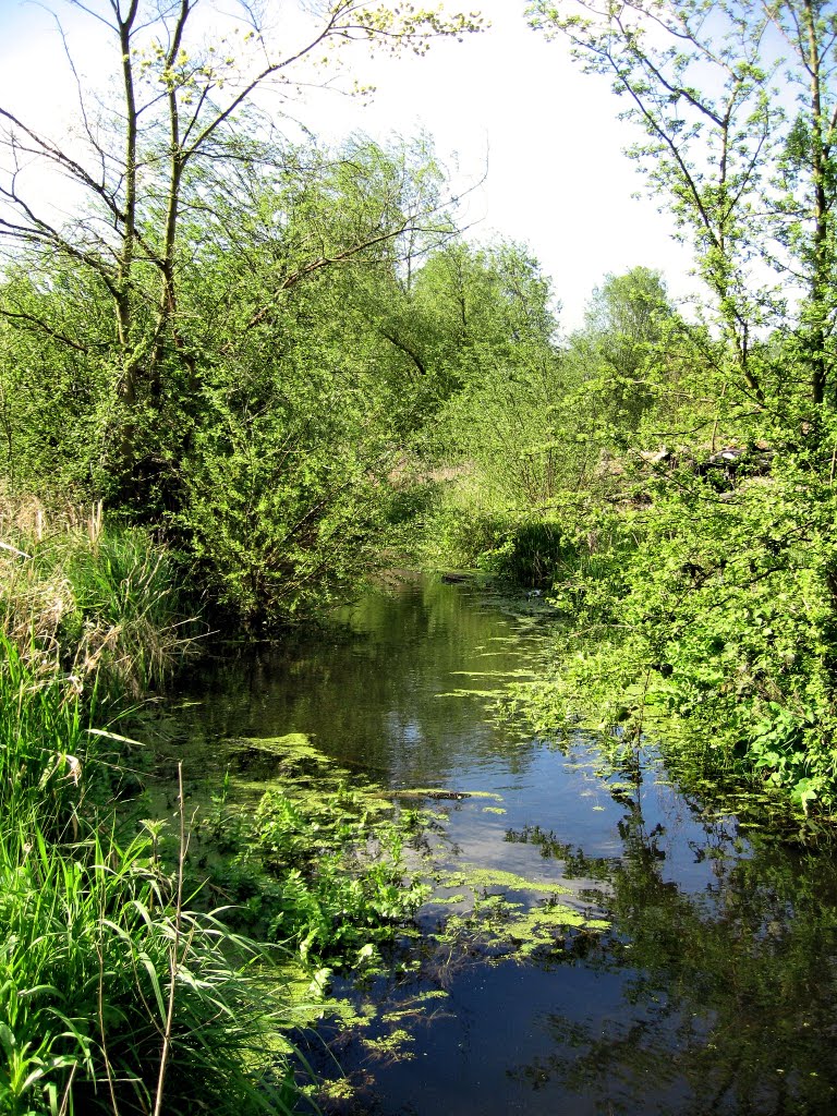 Brook