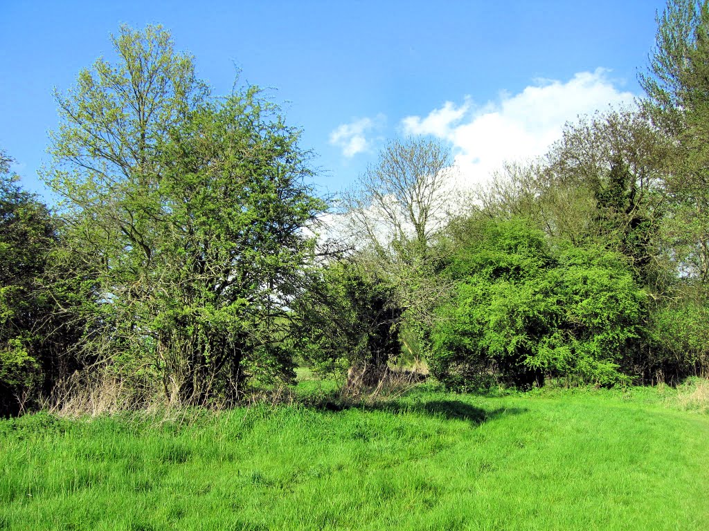 Maymeads Marsh