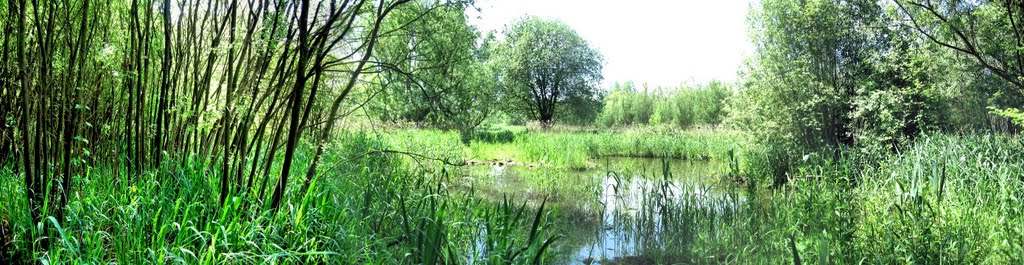 Marshgate Spring Nature Reserve Panorama