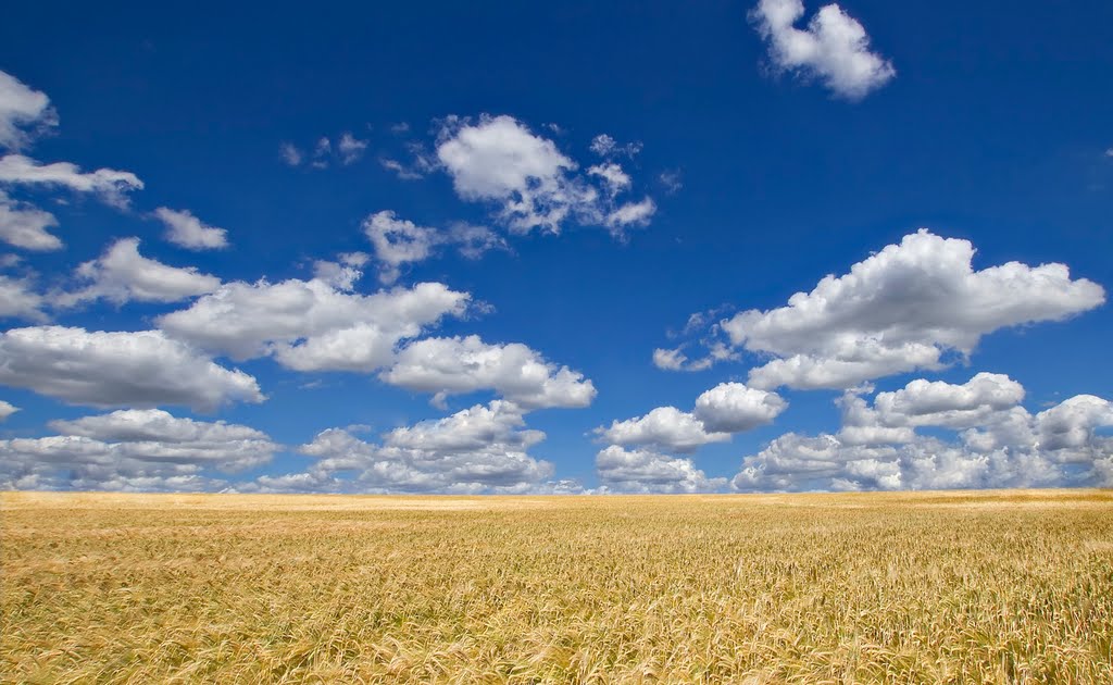 Wheatfield