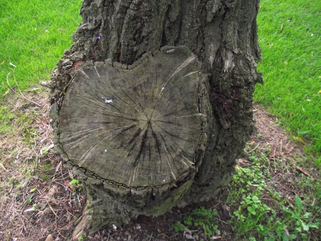Tree,s Life