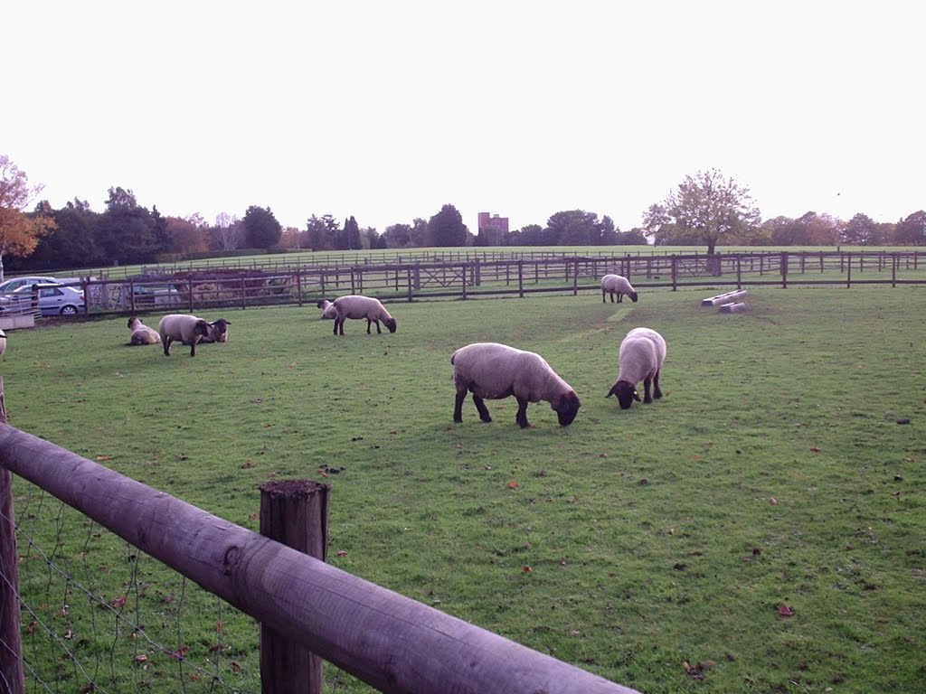 Sheepish