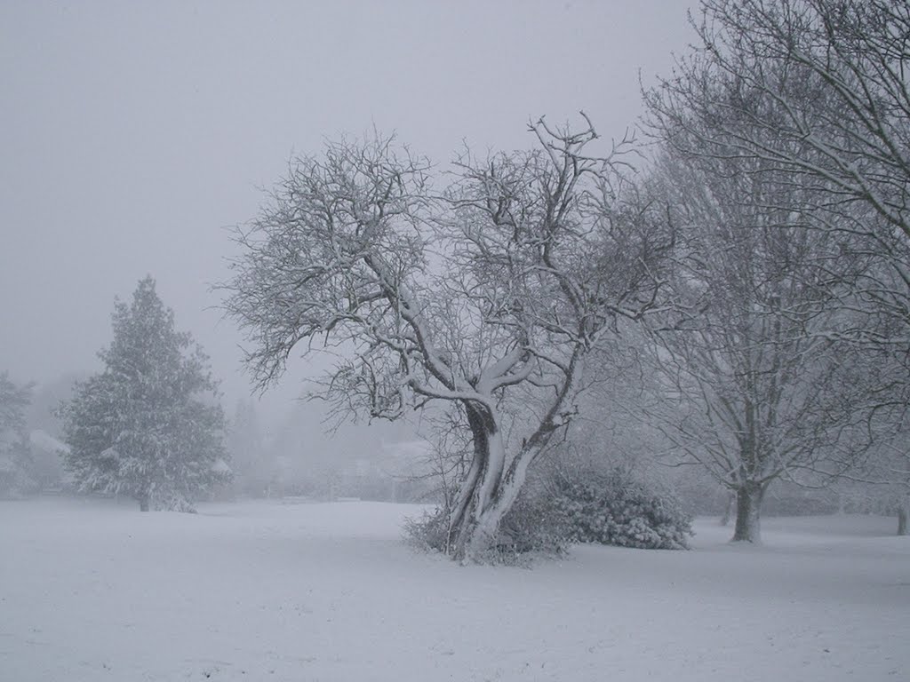 Town Park Snow Day