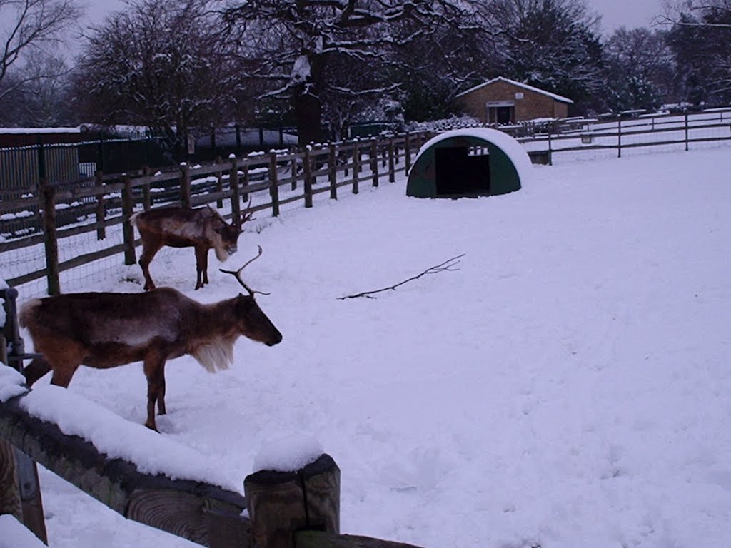 Deer