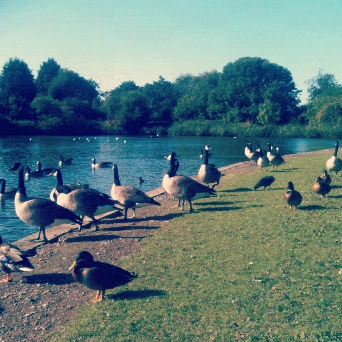 Lovely Birds