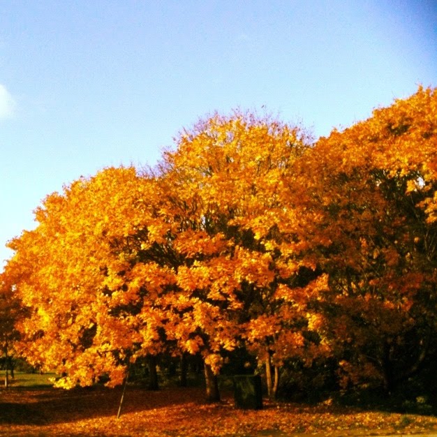 Colorful Autumn