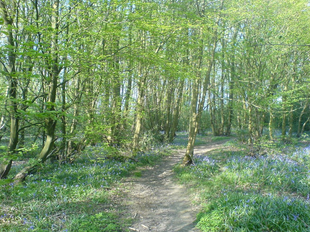 Bluebell Woods Harpenden (Apr07)