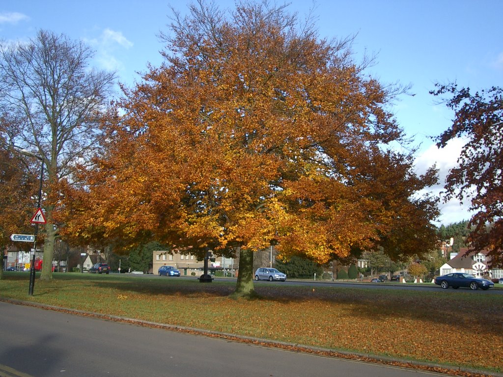 Harpenden Beech Tree