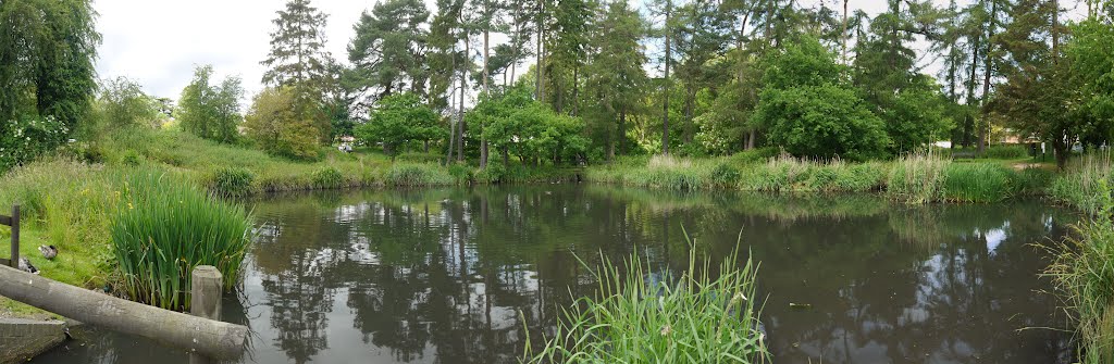 Harpenden Common, Southdown ponds (June 2012)