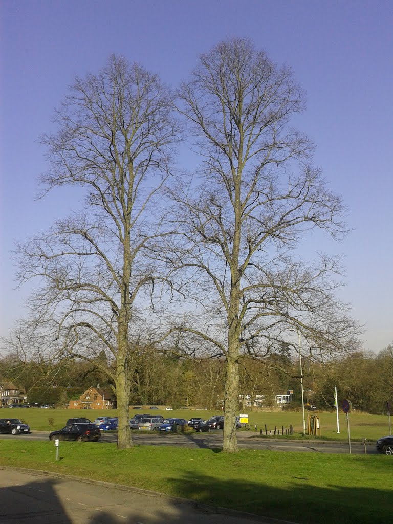 Leyton Road twin Lime trees (March)