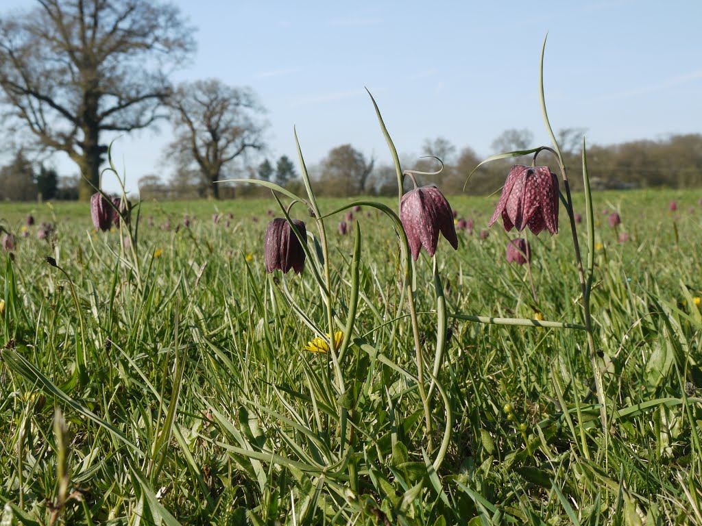 Park Grass Experiment II, Fritillary (May 2013)