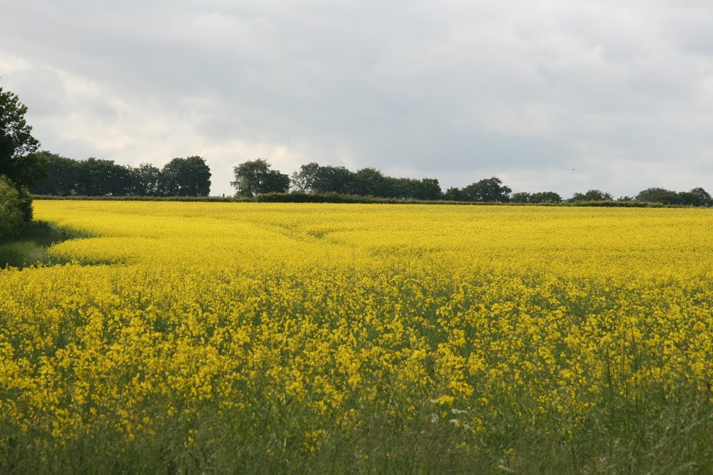 Rape field in Harpenden Herts