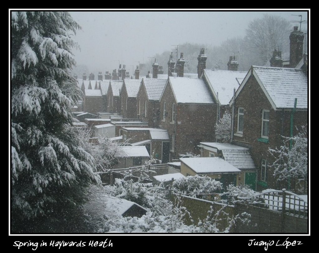 Nevada Primaveral en Haywards Heath