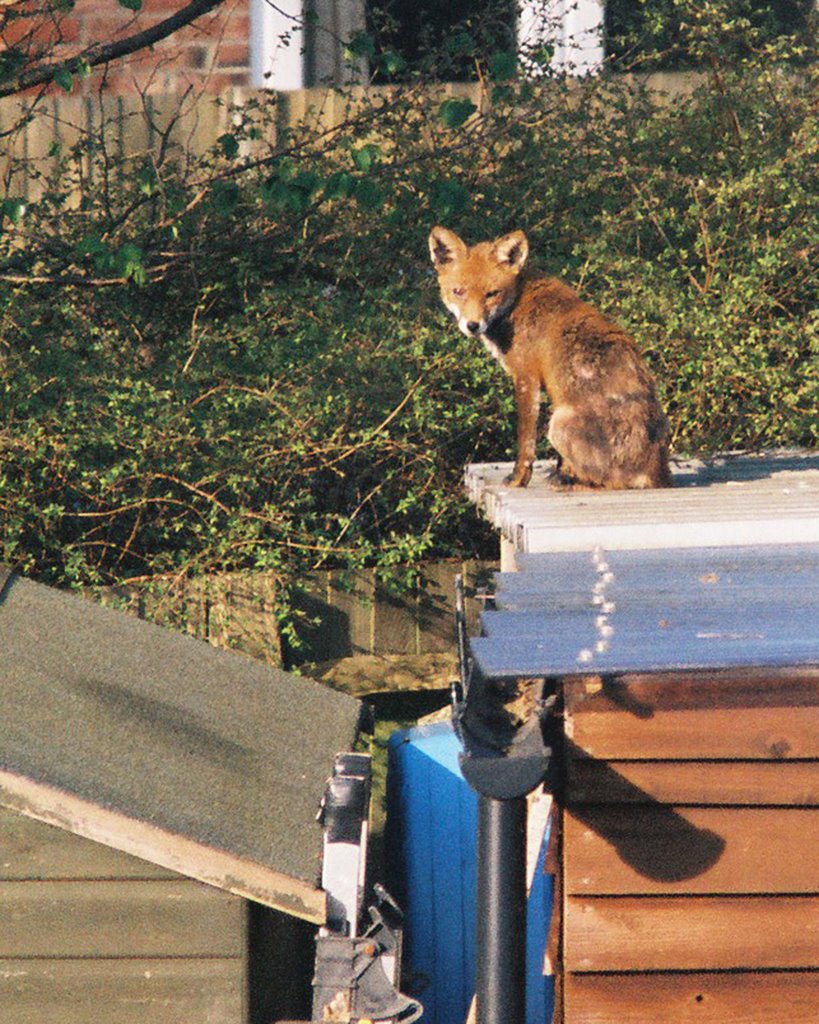Suburban Fox