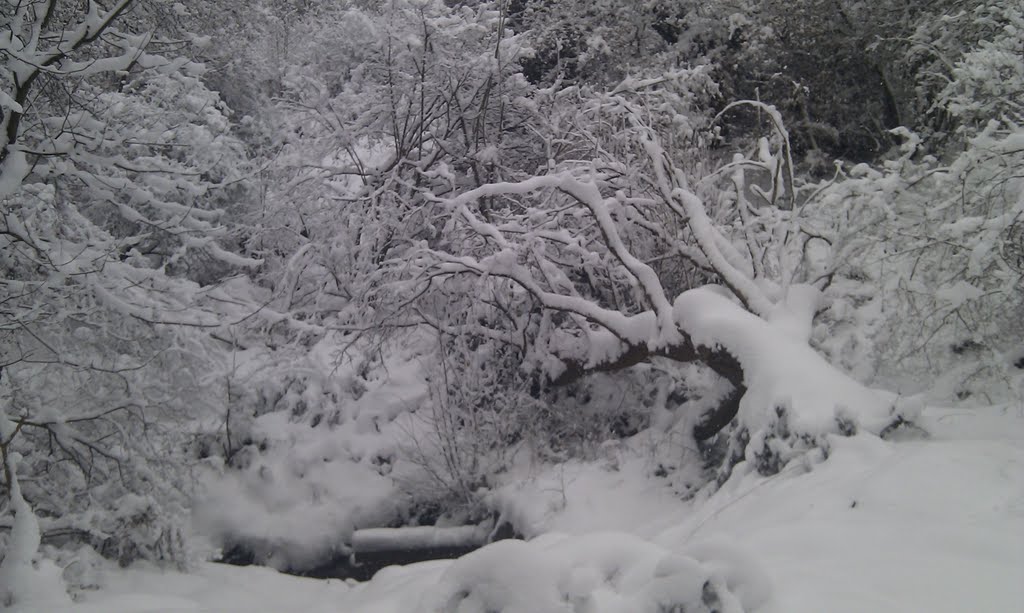 Woods in Winter
