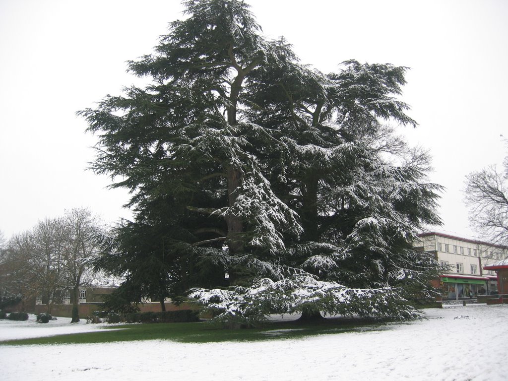 Cedar in Northridge Park