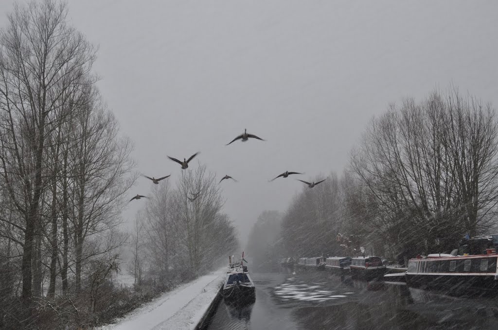 Geese over Grand Union Canal