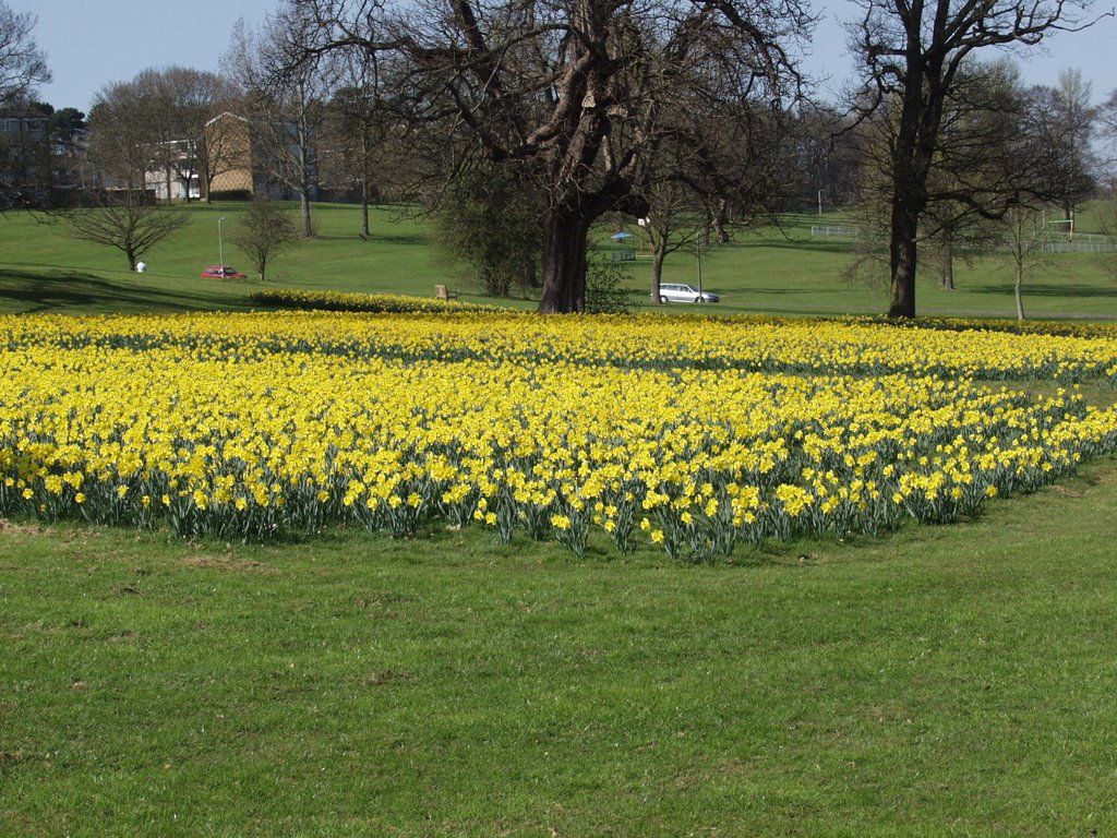 Field of Hope