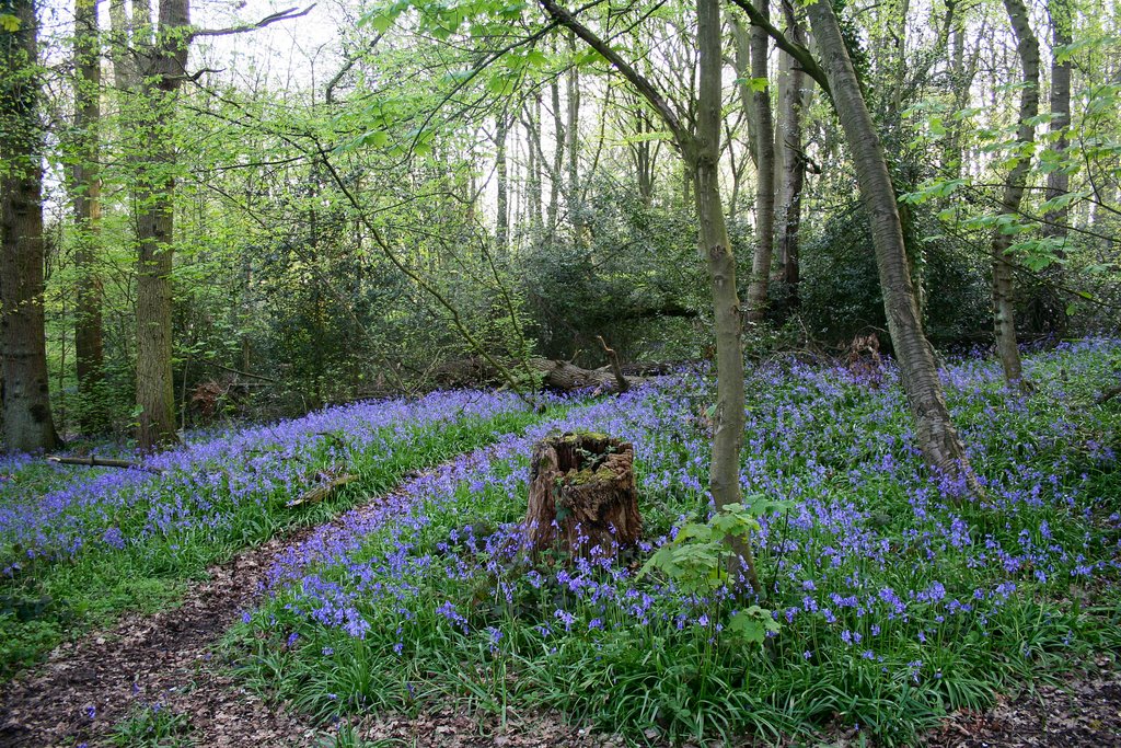 Bluebells in Warners End Wood