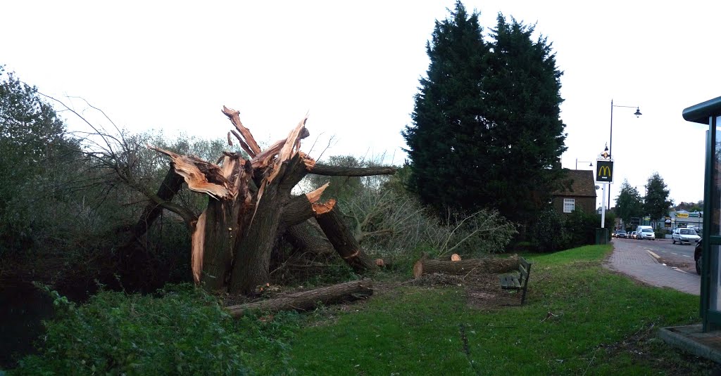 London Rd with fallen willow tree following October gale (November 2013)