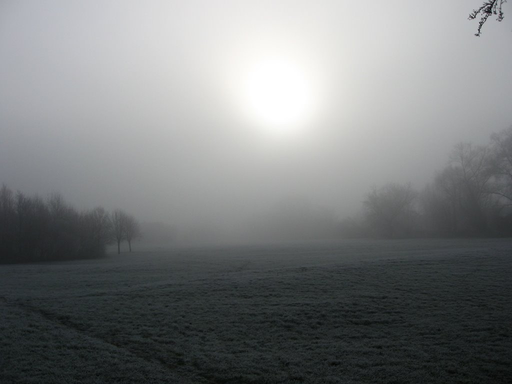 Field in Winter