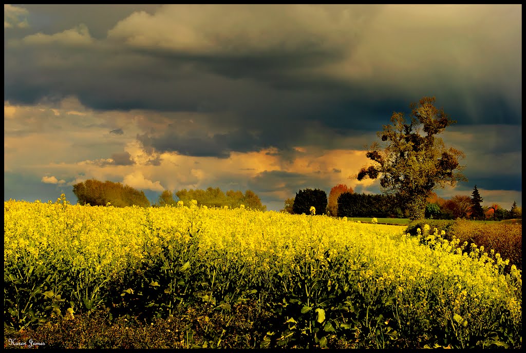 Oil Seed Rape Under Stormy Skies