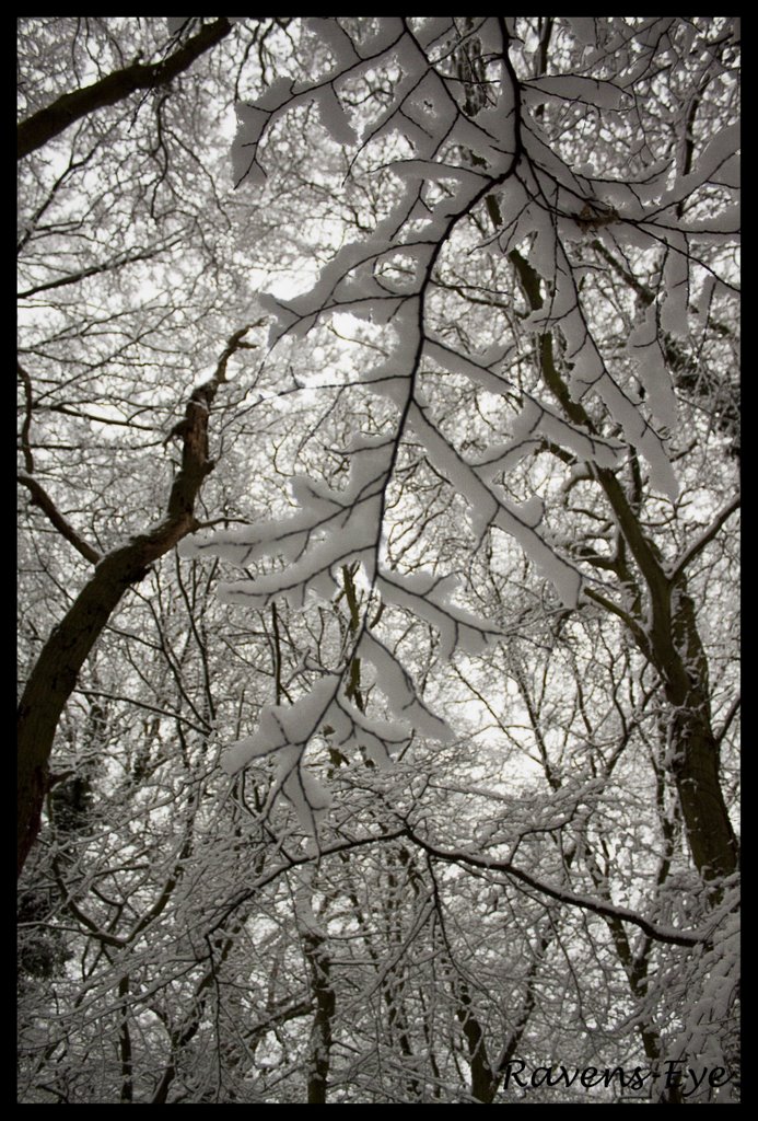 Snow Leaf