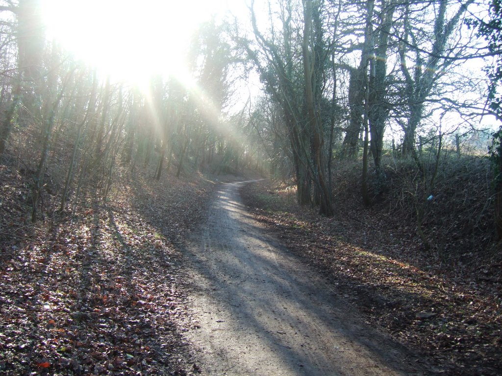 Line of old railway, cycle route 61, Hertford