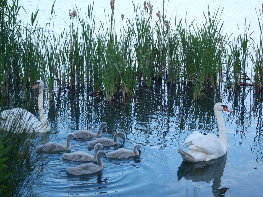 swans at amberswood sumer 09
