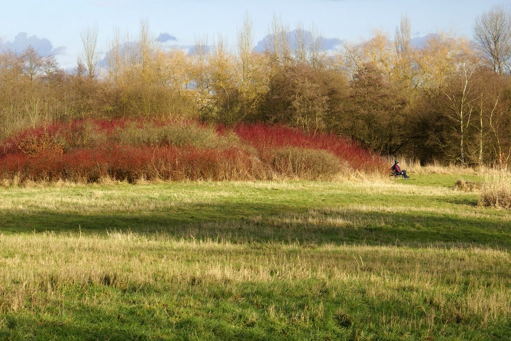 winter low hall park