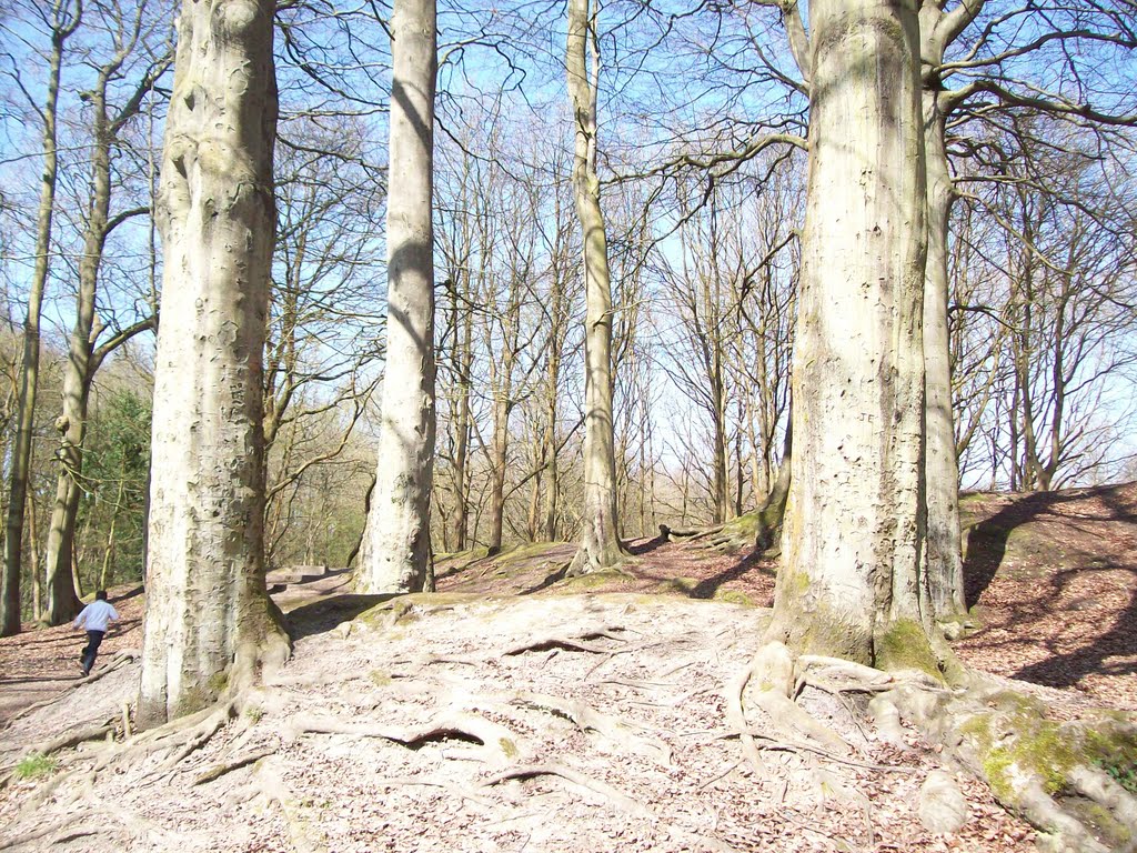 mound and beeches