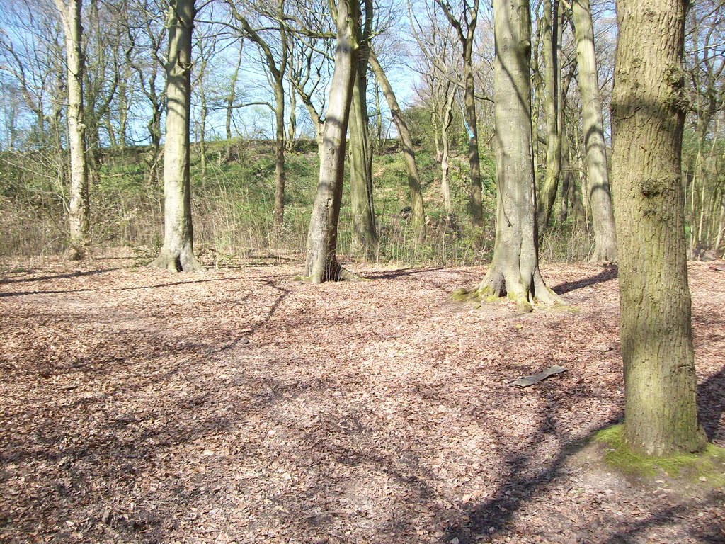 beech trees