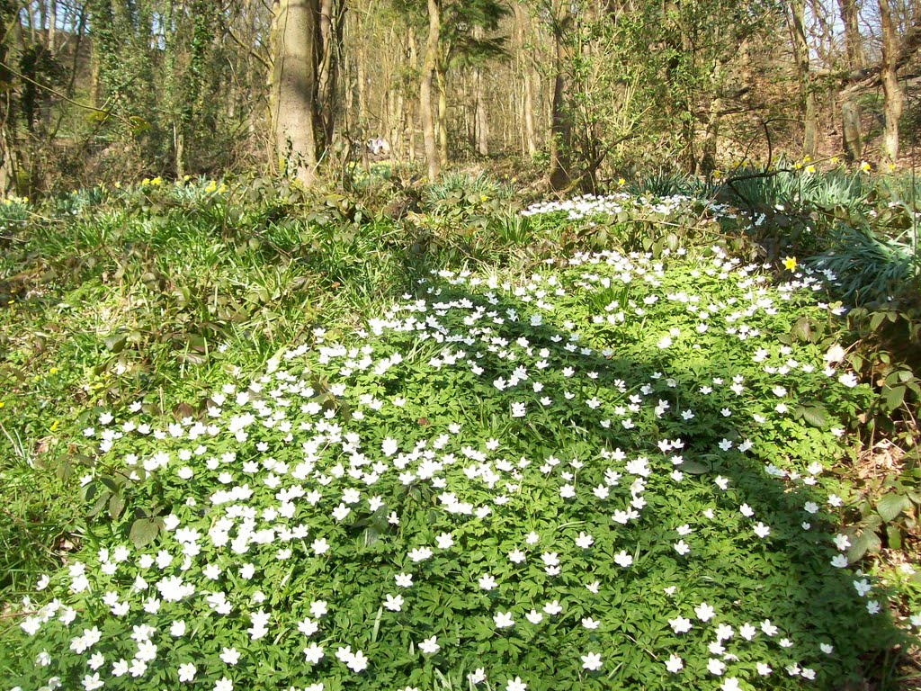 forest floor