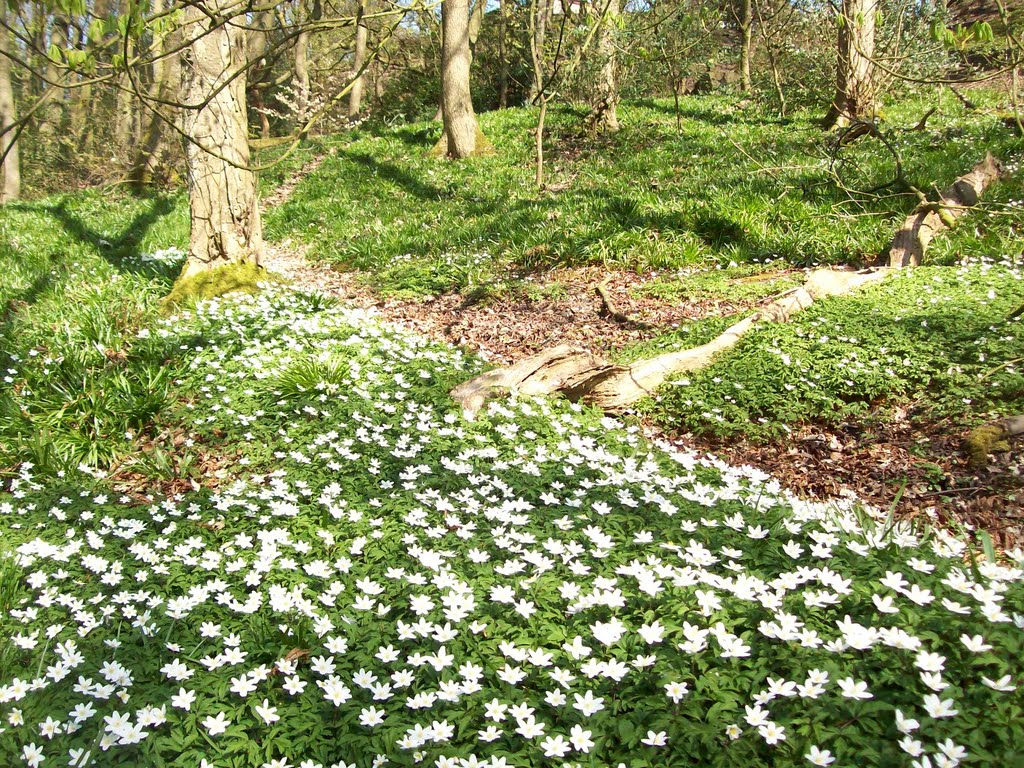 native woodland