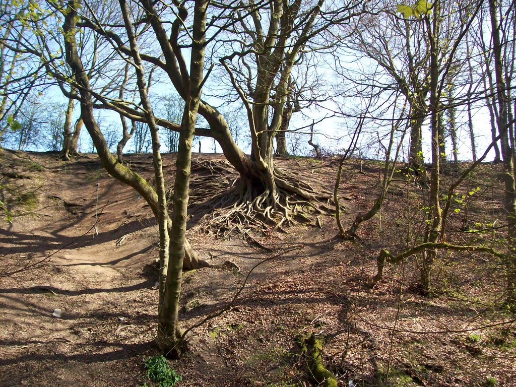 roots