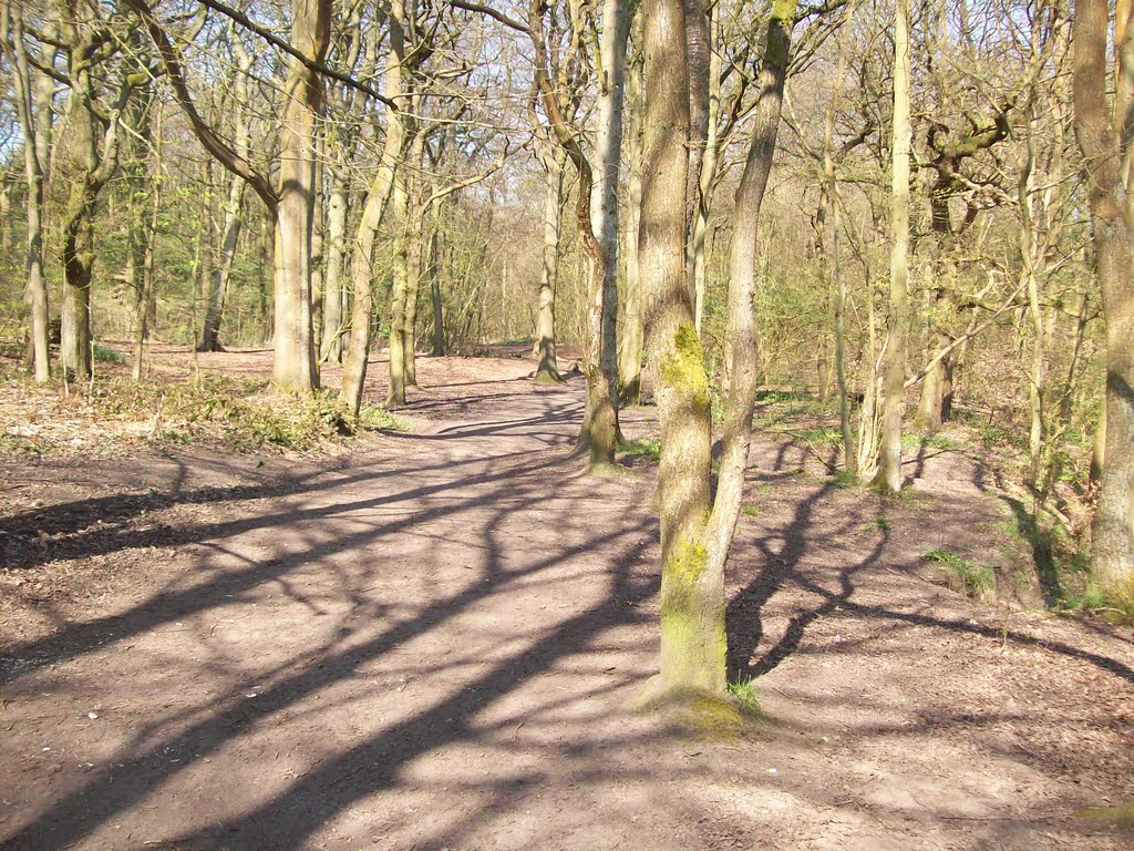 spring sunlight