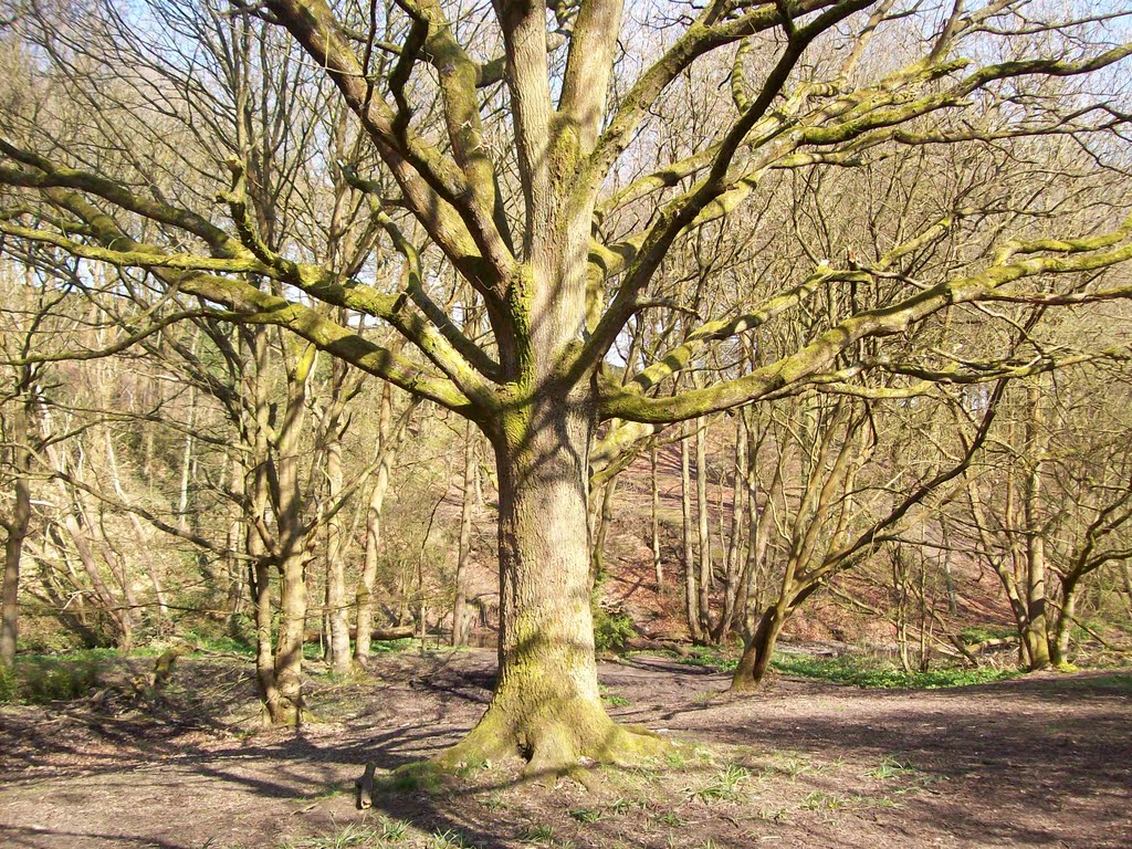 oak