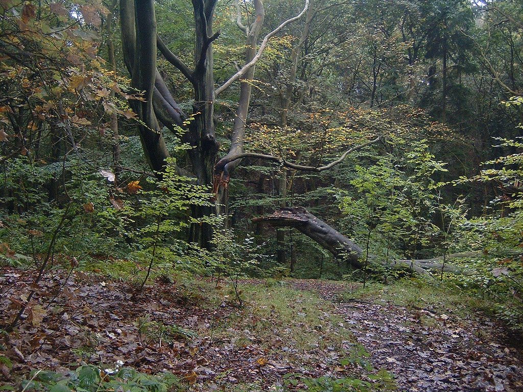 Tree in Borsdane Wood (Oct 07)
